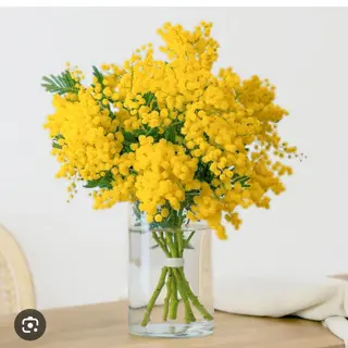 Mimosa in fiore 