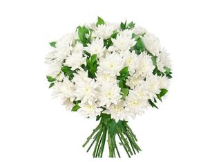 17 Хризантеми, Бели | 1 pieces