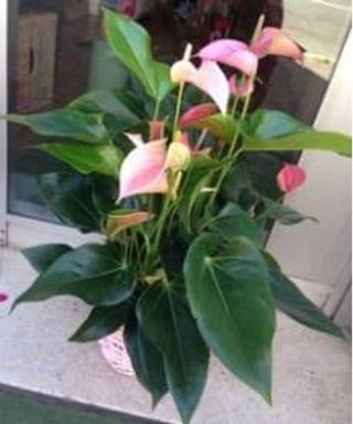 Anthurium