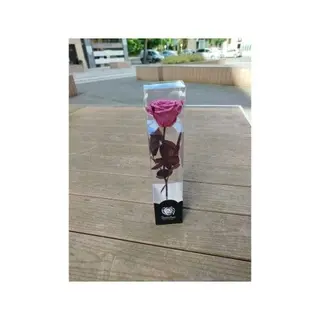 Rosa preservada PQ Rosa