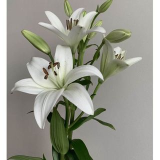  თეთრი ლილიები (1)