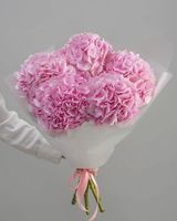 ჰოლანდიური ჰორტენზია (5ტოტი)