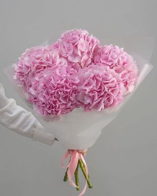 ჰოლანდიური ჰორტენზია (5ტოტი)