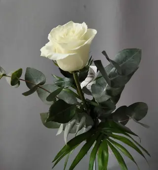 Rosa blanca unidad