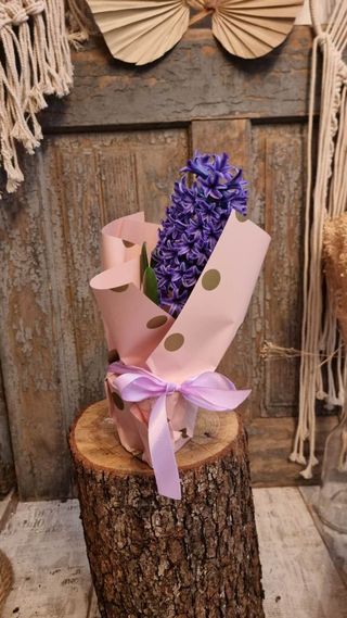 Set 5 zambile la ghiveci