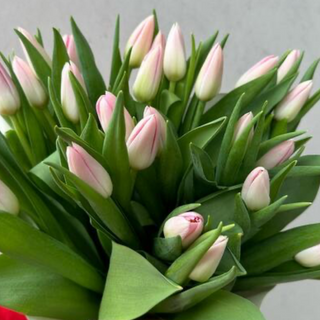 Bukiet delikatnych tulipanów 15 