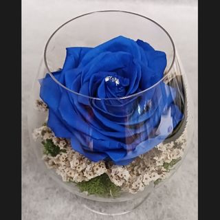 Rosa azul premium preservada