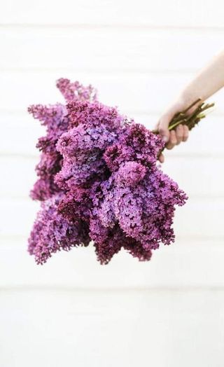 იასამანი