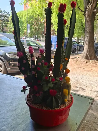 Cactus