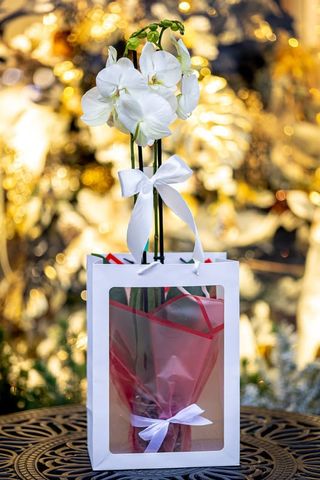 Orhidee Phalaenopsis cu 2 tije