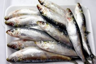 Pescadilla Pincho 1,5 Kg. 1,5 Kg.