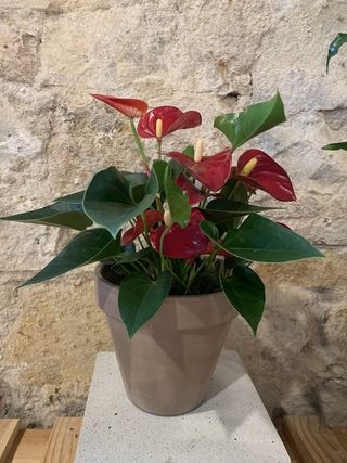 Anthurium Mediana