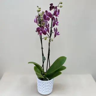 Ciemnofioletowa orchidea