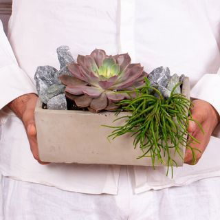 Aranjament in vas ceramic cu echeveria