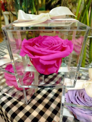 Rosa fucsia en Caja De Metacrilato