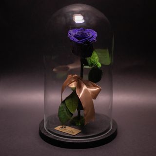 Trandafir Criogenat Mov în Cupolă Mare