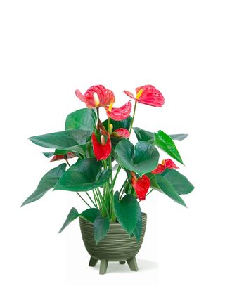 Anthurium grande