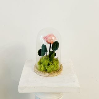 Cúpula de la Bella y la Bestia "Rosa Eterna Rosa" 