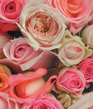 Mazzo di rose colore rosa -7 rose