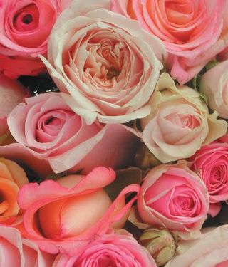 Mazzo di rose colore rosa -7 rose