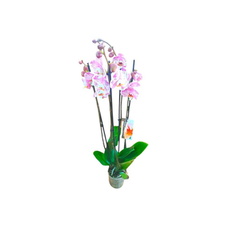 Vaso Orquídea Phalaenopsis White Tiger