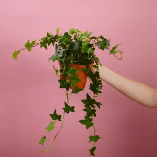 Плющ