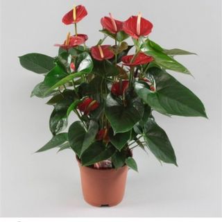Anthurium rosso