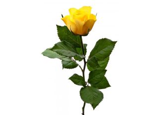 1 Роза, Жълта