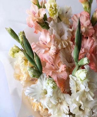 ფერადი გლადიოლუსი