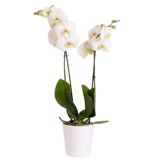 Orchidea Phalaenopsis con vasetto in ceramica 
