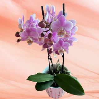Orhidee mica cu 2 tije cu ghiveci 