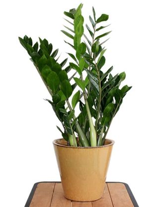 Zamia