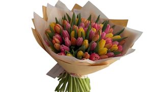 #23 Mix dostępnych tulipanów 51szt