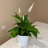 Спатифілум (жіноче щастя), міні