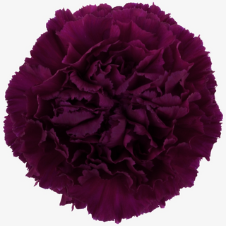 Clavel Morado Oscuro Flor Suelta (Por unidad/No es un ramo/No bouquet) 
