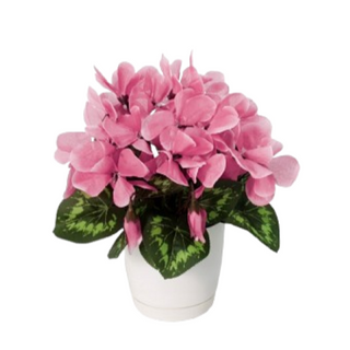 Cyklamen doniczkowy w osłonce