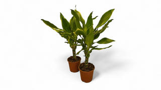 Dracena Gold