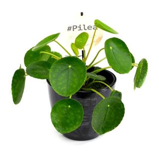 Pilea Peperomioides - Planta Banilor Chinezeasca