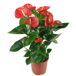 Anthurium rouge xl 