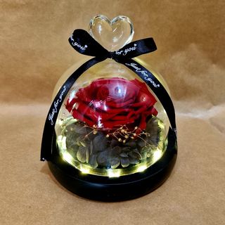 Crvena XXL ruža u svetlećem zvonu