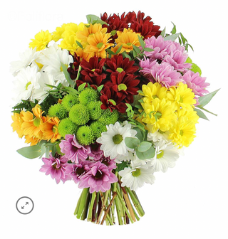 ფერადი ჰოლანდიური ქრიზანთემა (10 ტოტი)