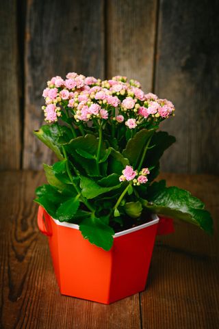 Розово каланхое