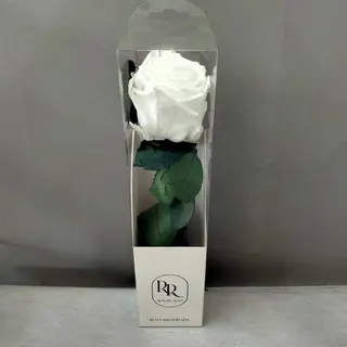 Rosa eterna blanca 25-32 cm.