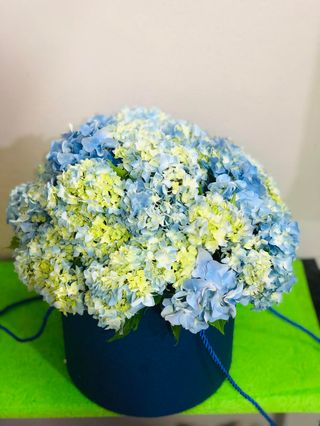 ჰორტენზიები კოლოფში (დიდი)