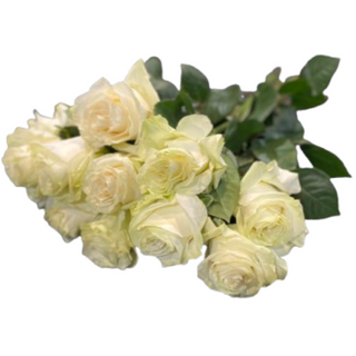 15 białych róż ( długość 50-60 cm ) 