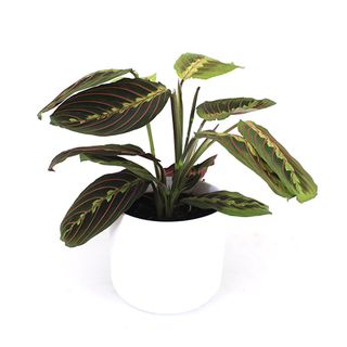 Maranta Leuconera "Fascinator"