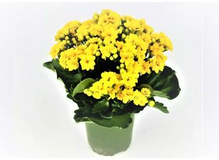 Каланхое жълто | 1 pieces