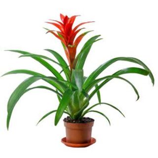 Guzmania