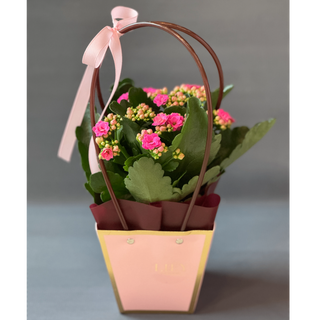 Kalanchoe w torebce