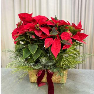 CESTA FLOR DE PASCUA